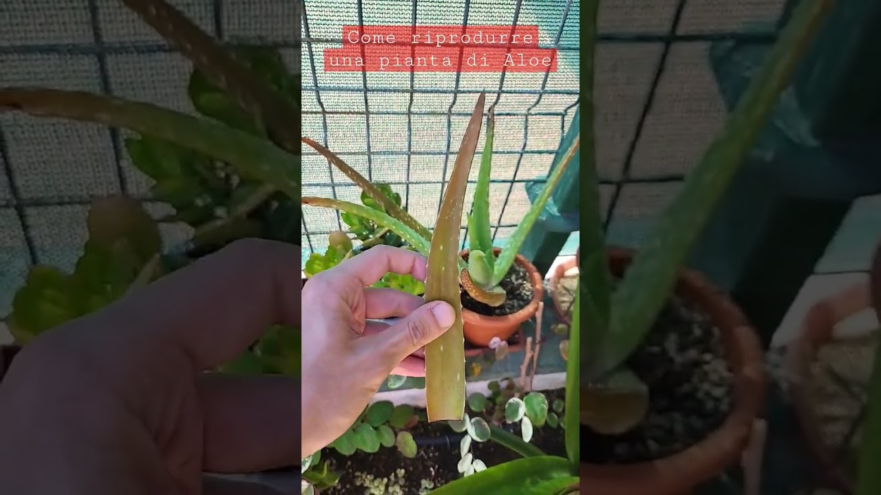 Il metodo pi&ugrave; facile per riprodurre L' Aloe, utilizzando solo una foglia, senza semi