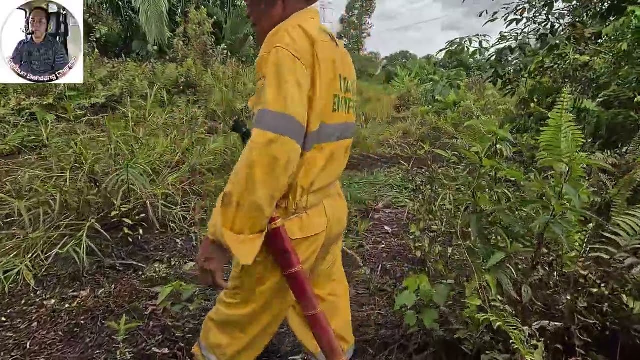 Pokok sawit dalam semak