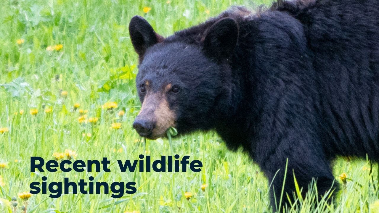 Recent wildlife sightings in Yellowstone