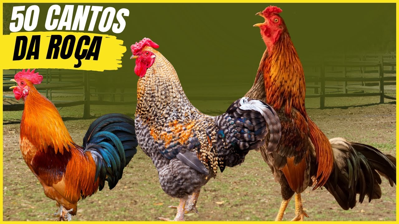 50 Cantos De Galos Que Trazem Recordações e Saudades da Roça!