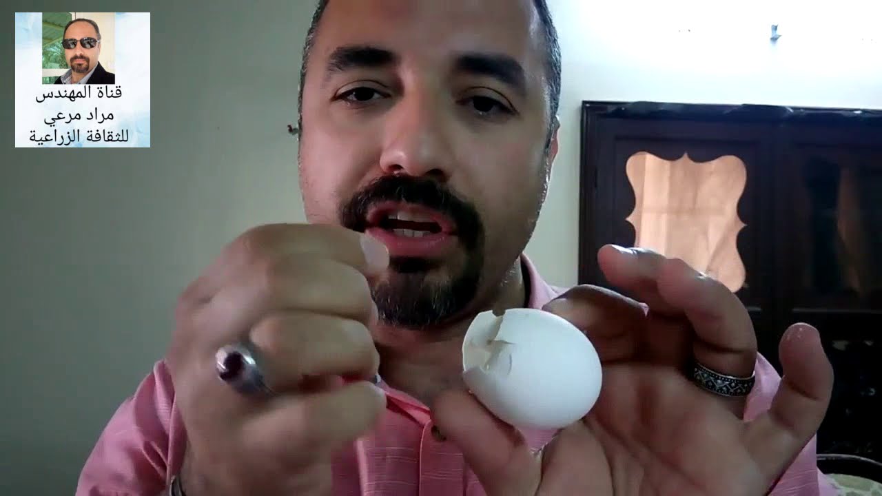 تسميد بقشر البيض ( كمية ومقادير لزرع ) Peel eggs حلقة 162