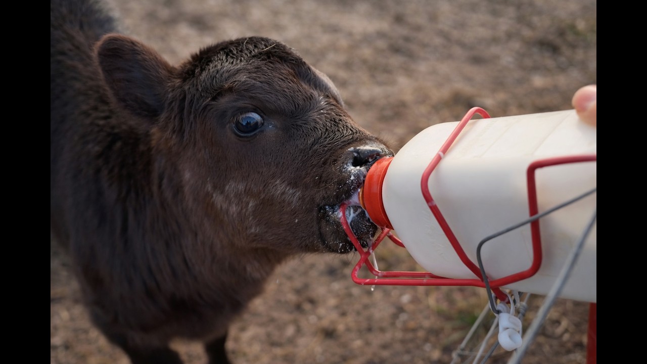 Bottle Baby Calf Morning Chores On the Homestead