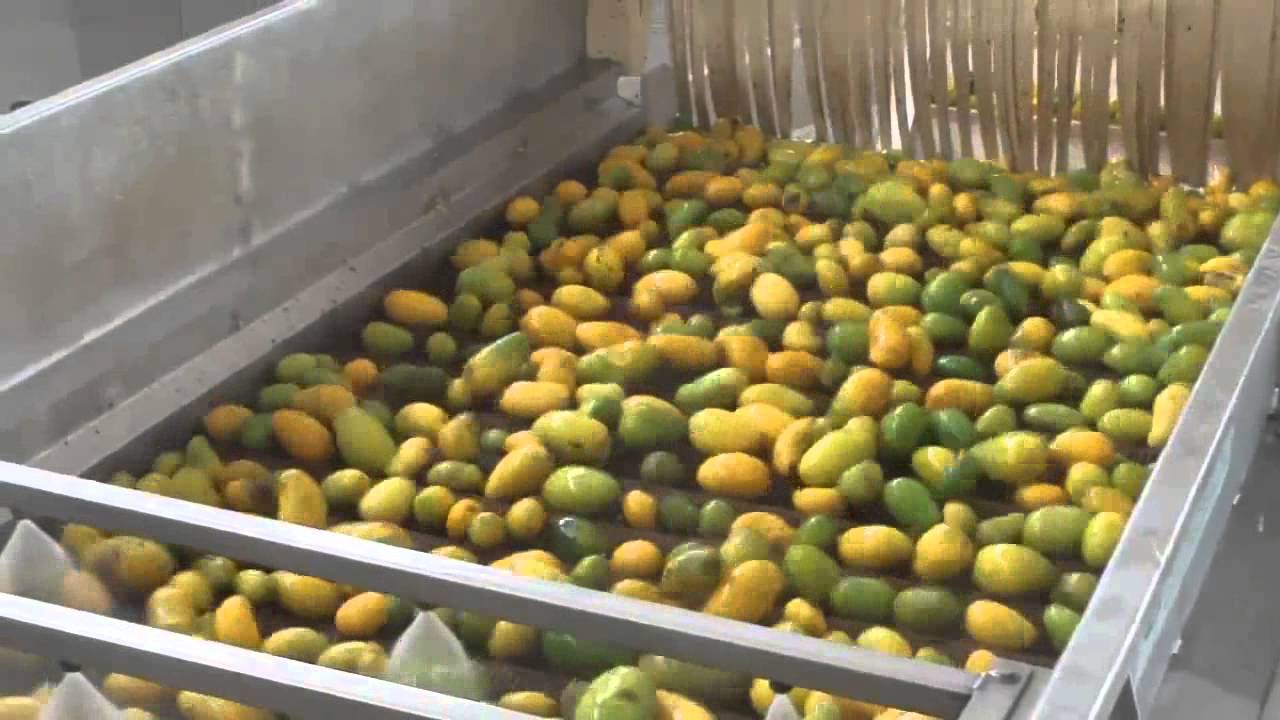mango washing - Gofun Machinery