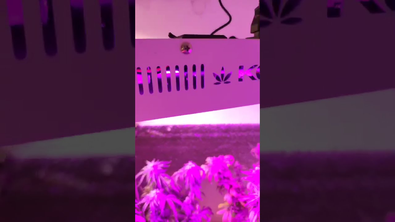 Value for your money,High performerce LED grow light