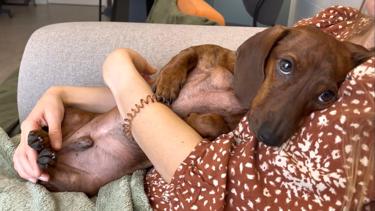 Mini dachshund goes to the pet shop for a holiday treat!