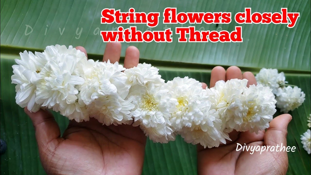 Tie chrysanthemum flower closely without Thread/samanthi poo malai/malaforgod/Gajra/veni/lei/diy