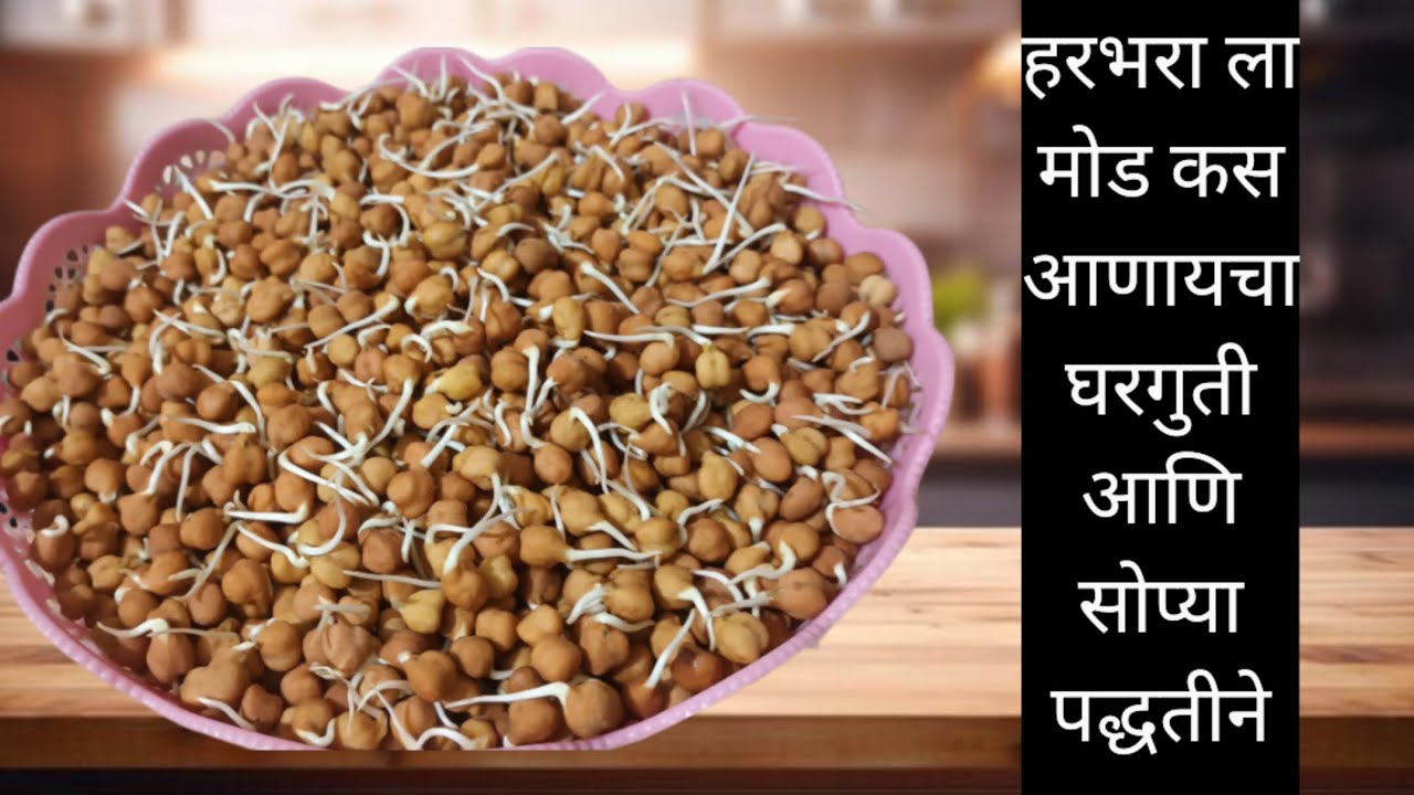 हरभरा ला मोड कस आणायचा घरगुती आणि सोप्या पद्धतीने|How to sprout chana by homemade and easy method