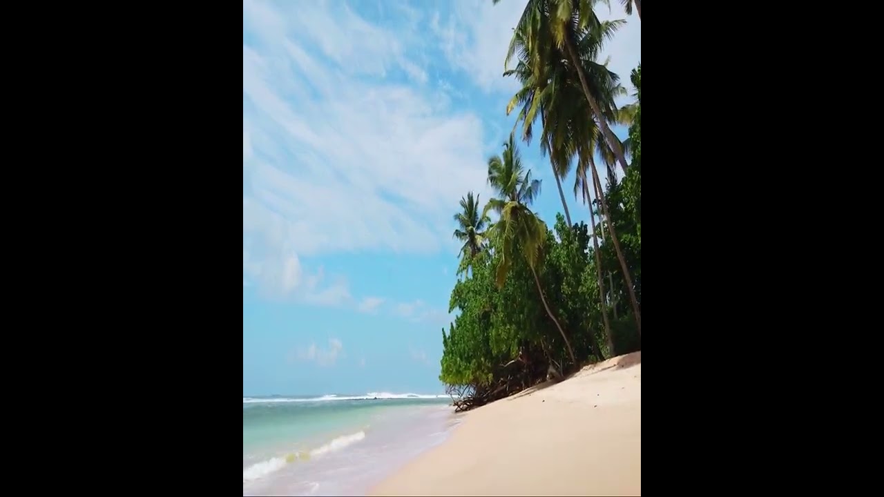 Palm Trees on Sand Beach