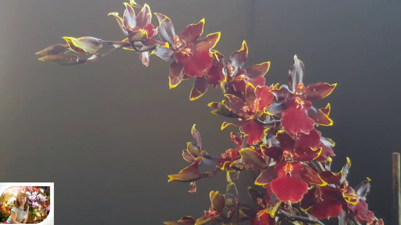 Colmanara Wild cat blooming