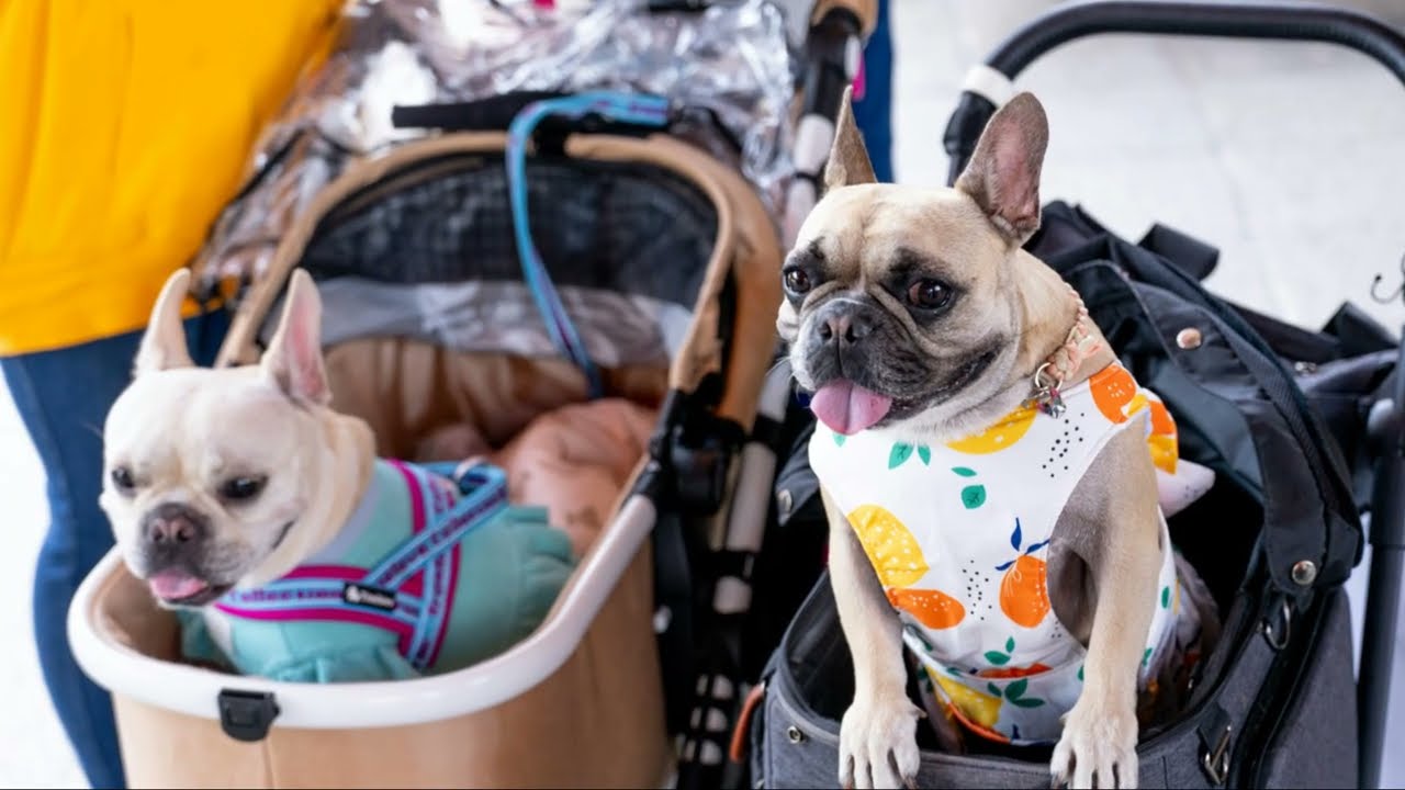 5 Dog Strollers in 2025: Try Before You Buy