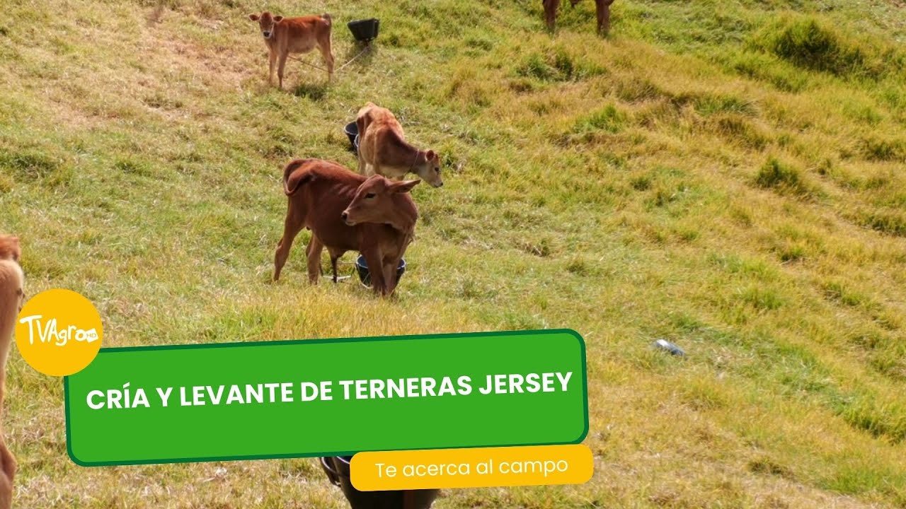 Cría y levante de terneras Jersey - TvAgro por Juan Gonzalo Angel Restrepo