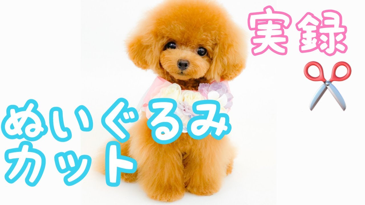 【トリミング】ぬいぐるみカットができるまで🐶ティーカッププードル仔犬【マシェたんジルたん】