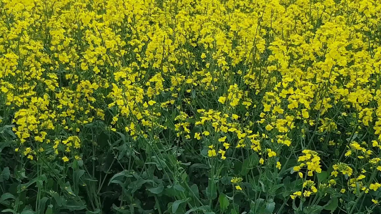 24. maj 2021 Rapsmarker omkring Stenbæksholm