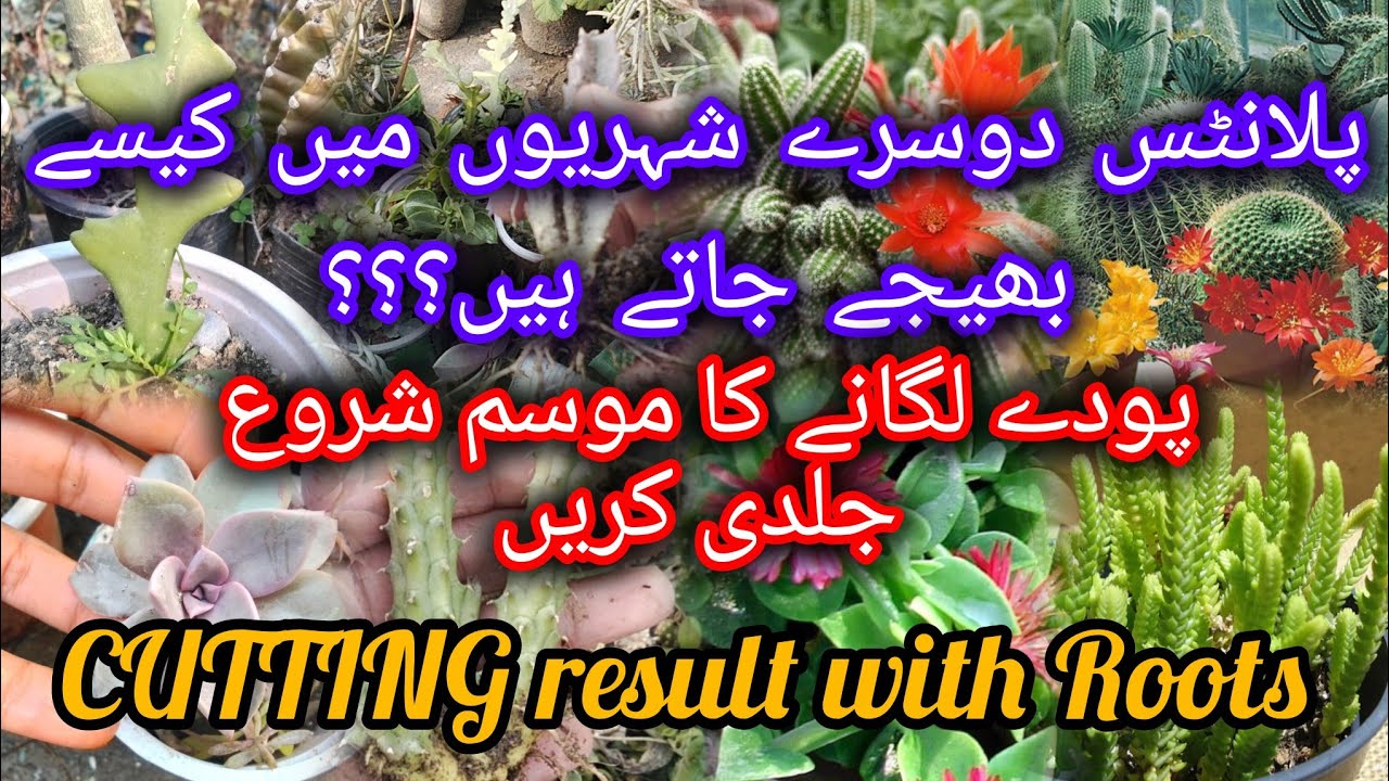Permanent Plants Grow From Cutting | Cutting Result With Roots | Plants Available For sale
