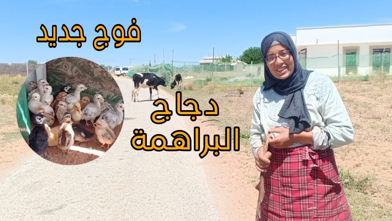 استقبال فوج جديد من دجاج البراهمة 🐣🐓الحمد لله بداية خير ان شاء الله 🙏🥚