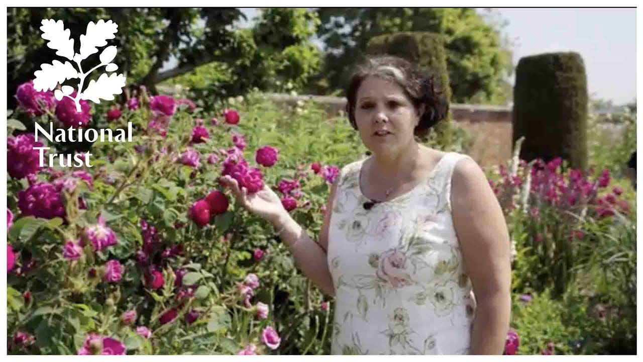 See the rose gardens at Mottisfont in Hampshire at their best as we celebrate their 50th anniversary