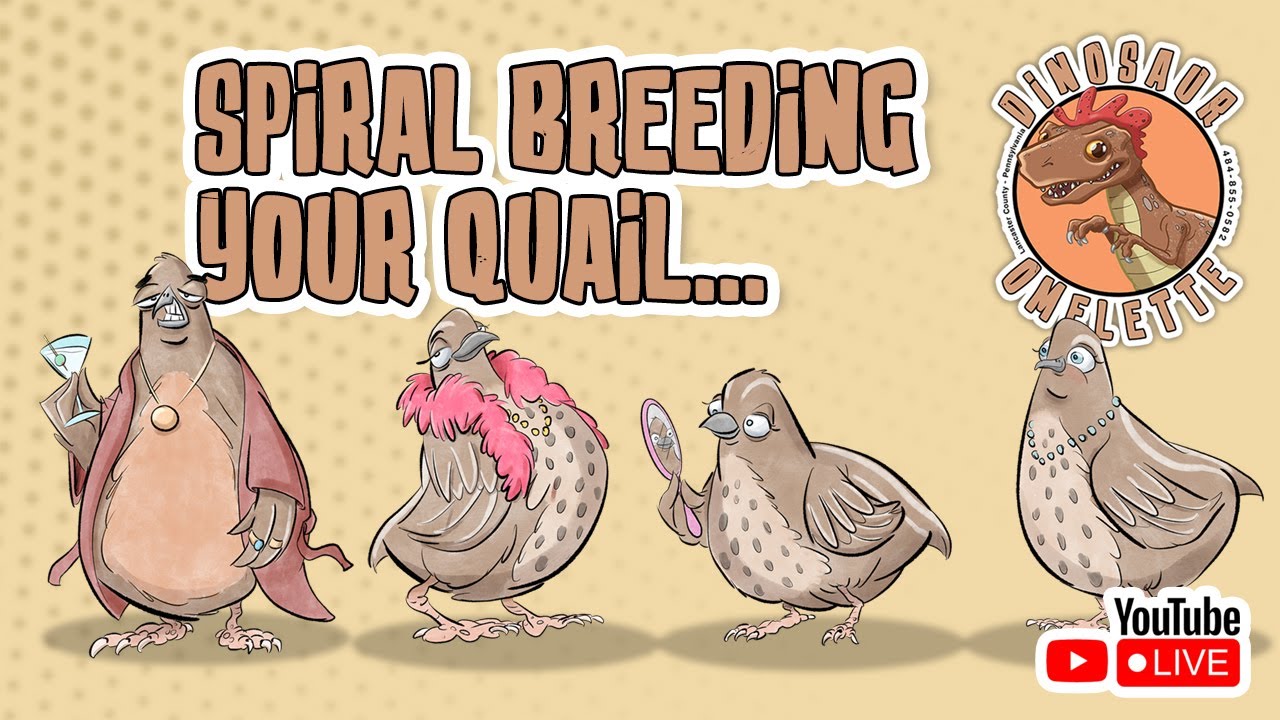 Spiral Breeding Wisdom: A Knowledge-packed Session for Quail and Poultry Enthusiasts