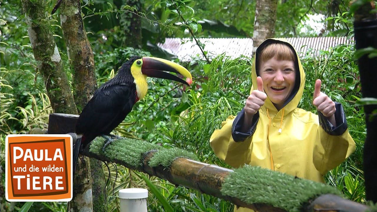 Die bunten Vögel Costa Ricas | Reportage für Kinder | Paula und die wilden Tiere