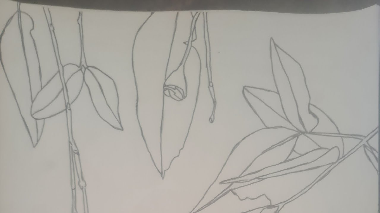 Episode 2. How to draw. Using the skills of a drawing study of the leaves of a Eucalyptus Gum tree.