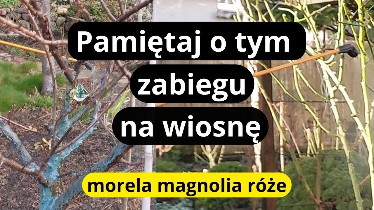 Pierwszy ważny oprysk w tym roku poprawi odporność drzewek owocowych, ozdobnych, krzewów róż