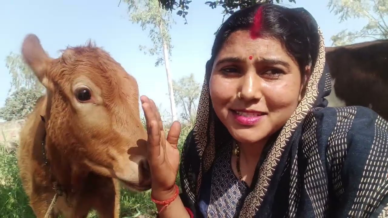 Small Dairy farm || Anjana Pashupalan & Dairy Introduced of animal || Pashu Parichaya || Dairy