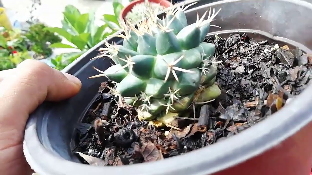 QUE CACTUS SIRVE PARA INJERTOS