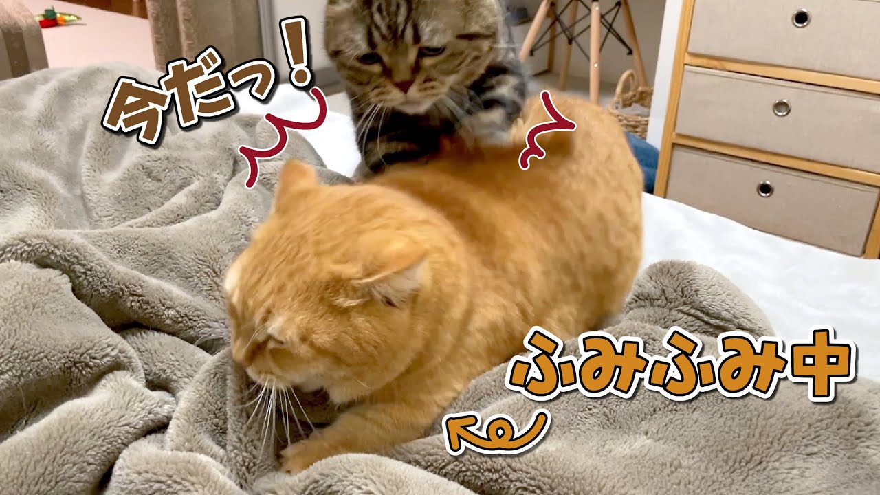 世界一可愛い当て逃げ犯の犯行現場をとらえました…！！