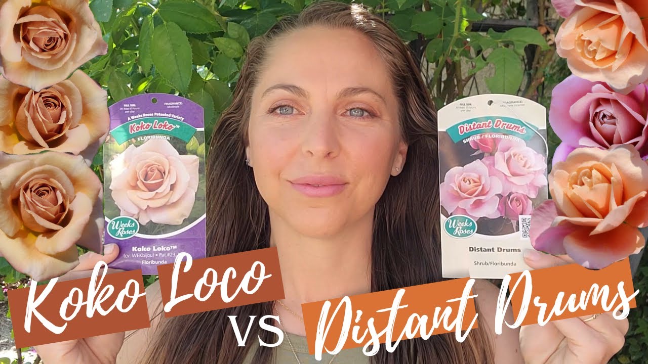 Koko Loco Versus Distant Drums🌹Rose Color Comparison🌹