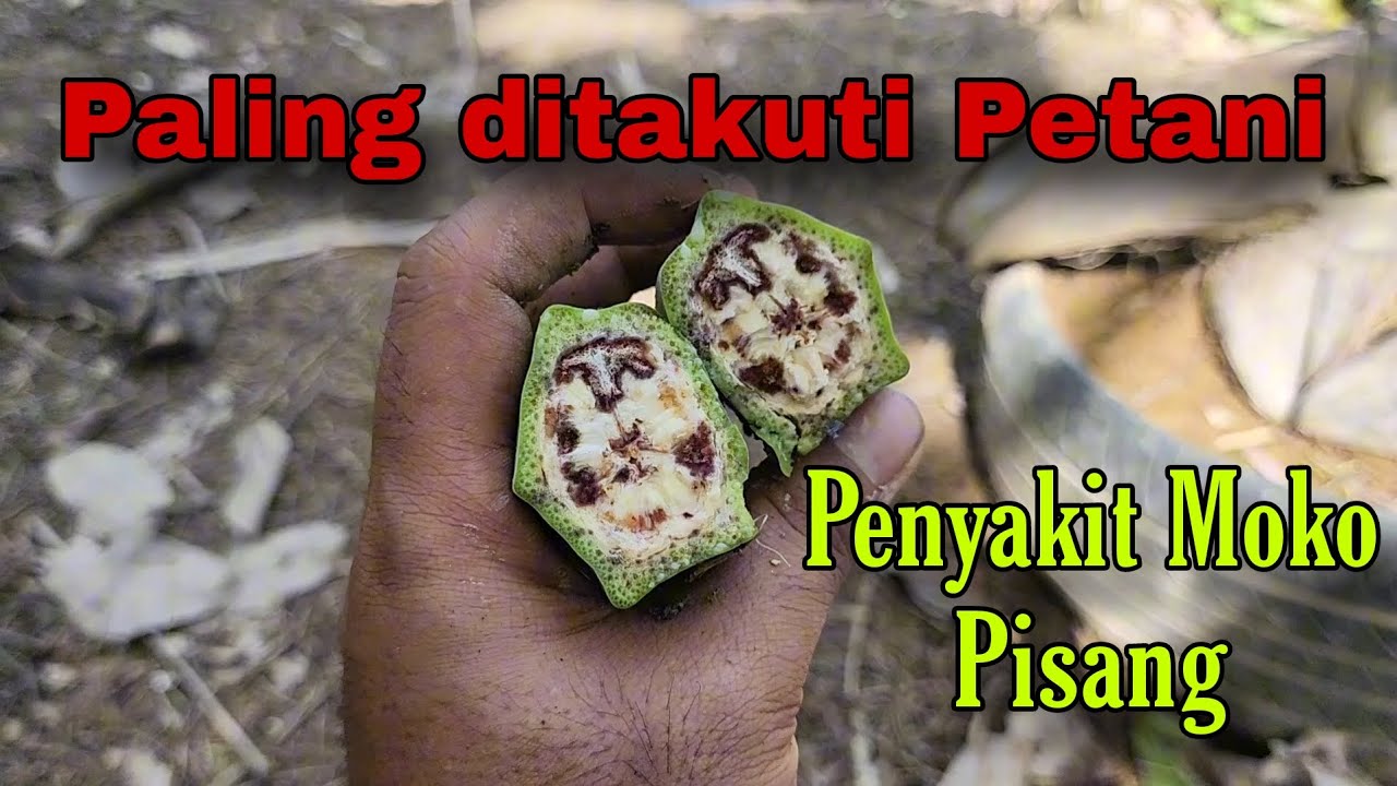 Perkara Paling Ditakuti Para Petani Pisang di Seluruh Dunia | Penyakit Moko Pisang