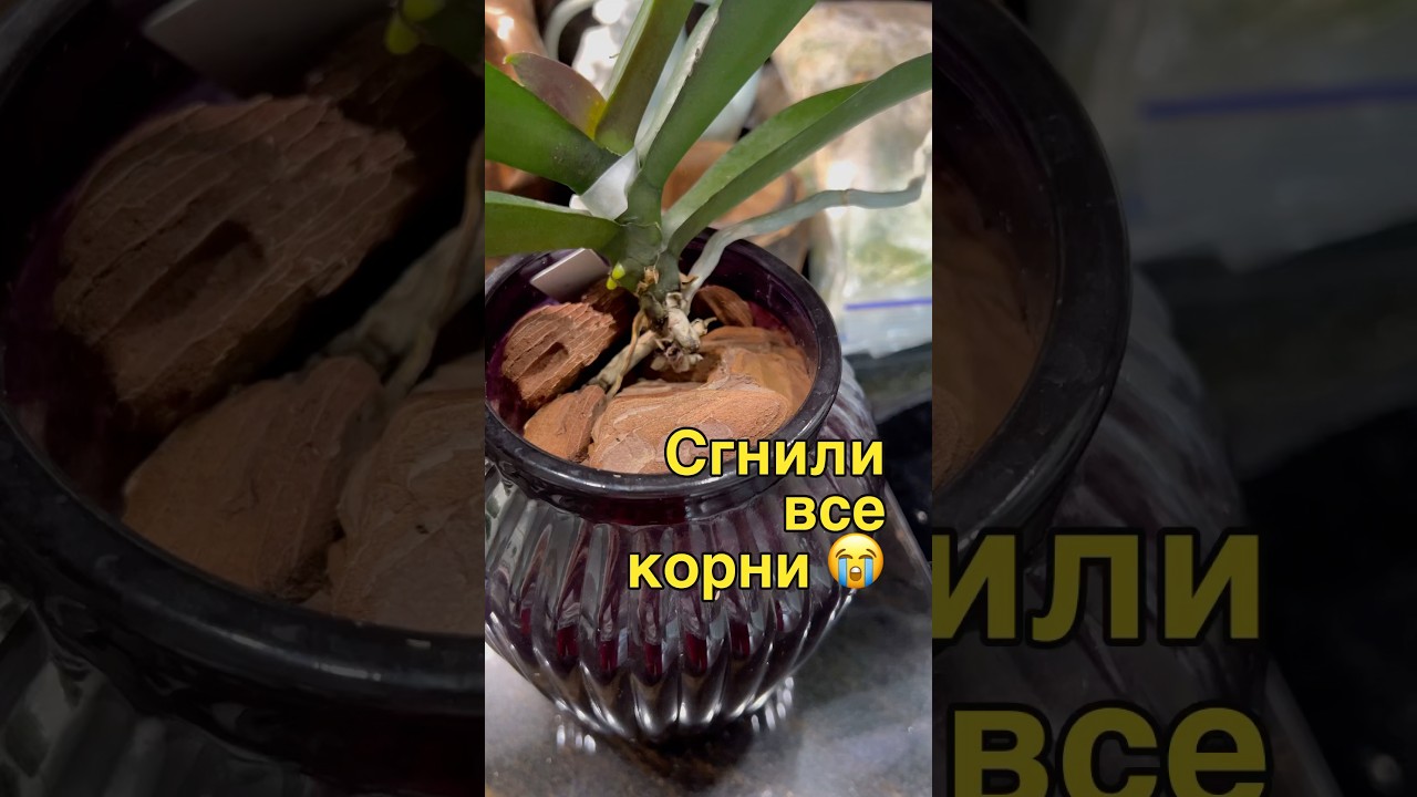 #orchid #орхидеи #фаленопсис #орхидеибабочки #данапротасова #гниль #корниорхидей #наращиваниекорней