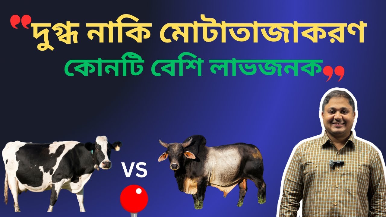 দুগ্ধ গাভী নাকি মোটাতাজাকরণ? কোনটা বেশি লাভজনক| ভিডিও-৯২|