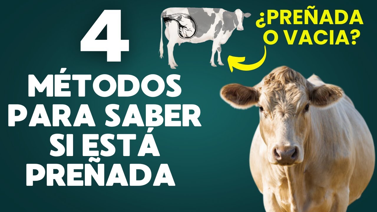 🐄 ¿VACA PREÑADA O NO? 🔍🐄 |  ¡4 MÉTODOS INFALIBLES PARA SABER SI TU VACA ESPERA UN BECERRO! ✅🚨