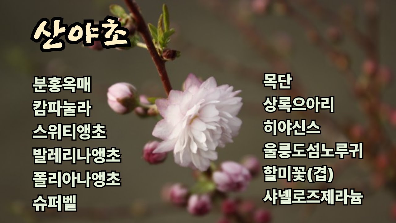 26.2.3.캄파눌라,스위티앵초,발레리나앵초,목단,목마가렛,슈퍼