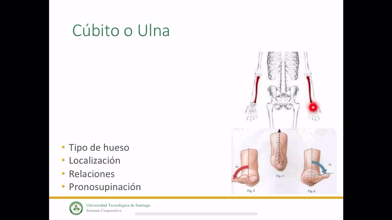C&uacute;bito o Ulna