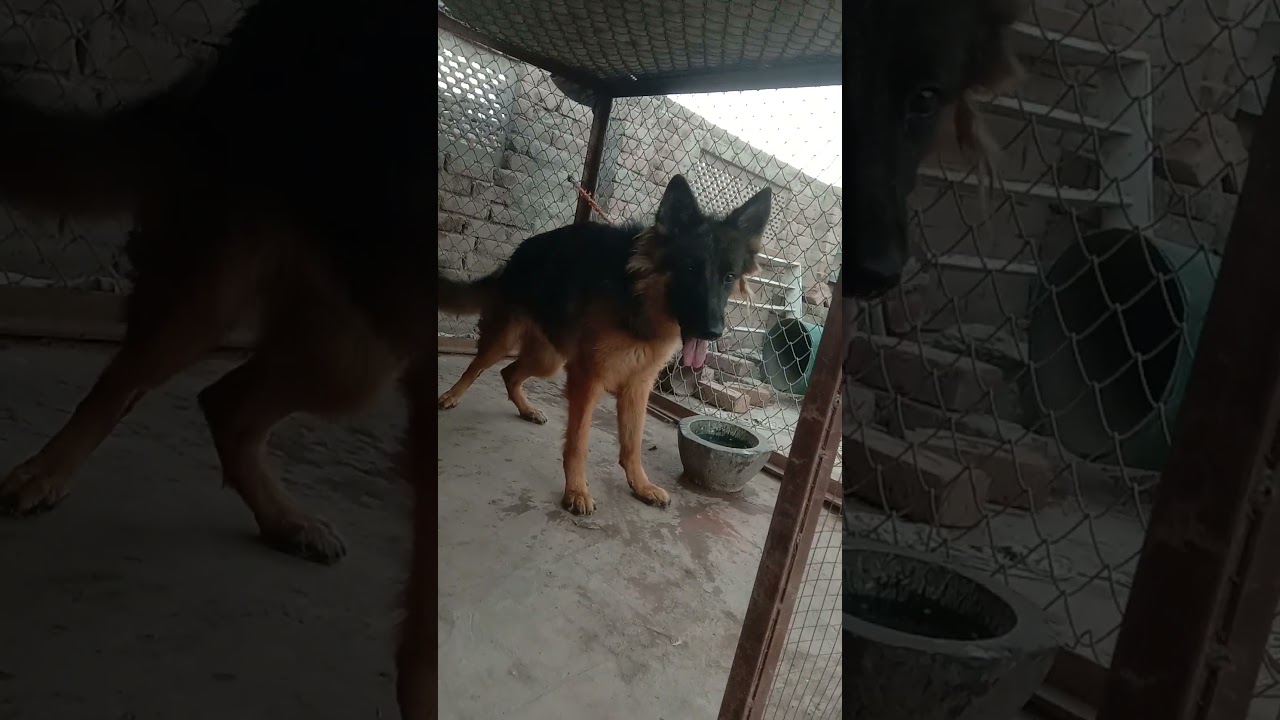 #youtubeshorts #dog #hash #bitch #germanshepherd #female #longcoatgermanshepherd #shorts #viral
