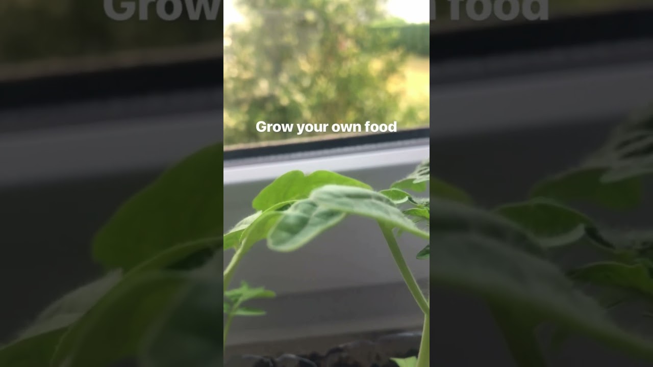 The House of Wonders/ S&rsquo;Fabrikle : Grow your own food