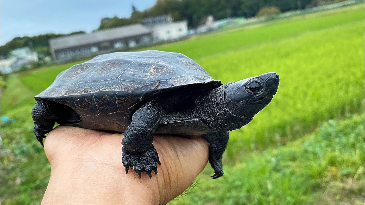 全身が真っ黒！