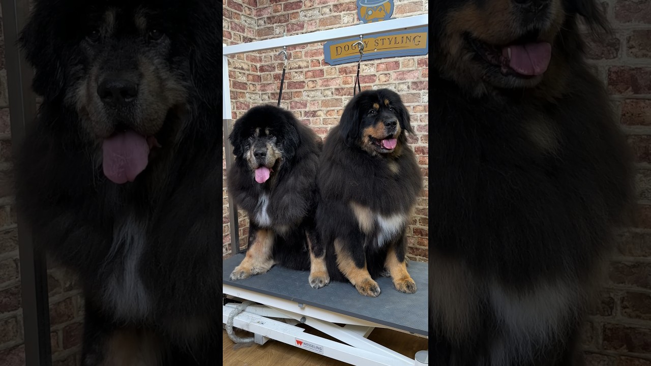 Doggy Daily, выпуск 269: Матильда, тибетский мастиф 🐾 #tibetanmastiff #doggrooming
