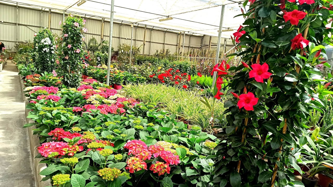 😍🎍🌷ME ENAMORÉ🥀 VISITA AL VIVERO EL LAGO🌼🌵🌹| 😜 HOY NO HAY RECETA 🥰 | El Dulce Paladar