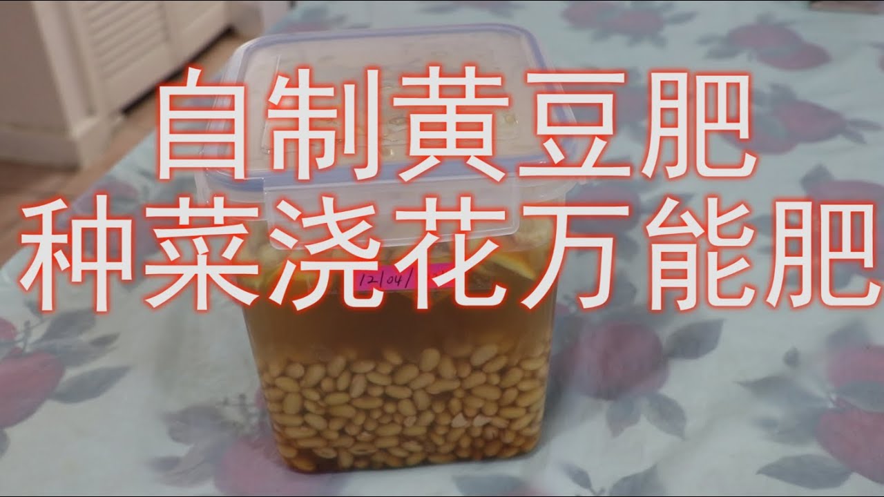 在家自制黄豆肥，种菜浇花万能肥，省钱又实惠！How to make soy fertilizer, all-purpose for growing vegetables and flowers