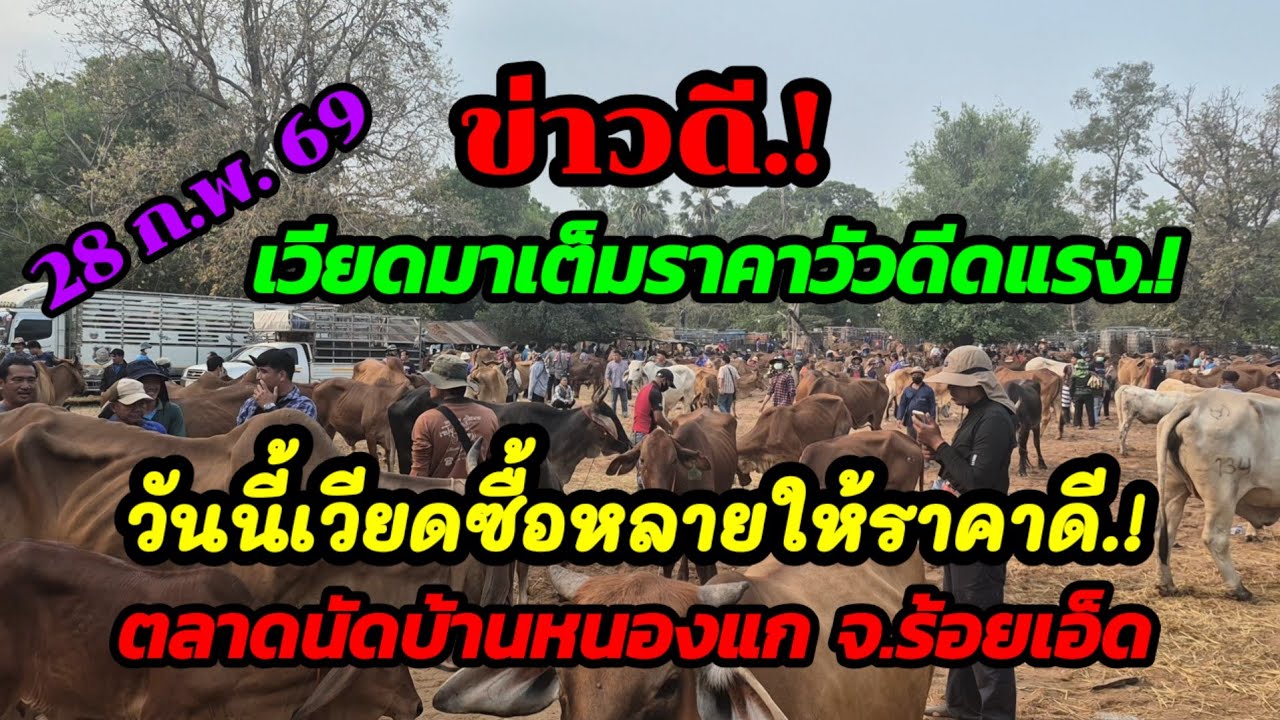 ราคาวัววันนี้ 28 ก.พ. 69 ตลาดบ้านหนองแก (ชมภูบุตร) จ.ร้อยเอ็ด#เปิดราคาวัวงาม#ซื้อขายวัวน่าเลี้ยง 