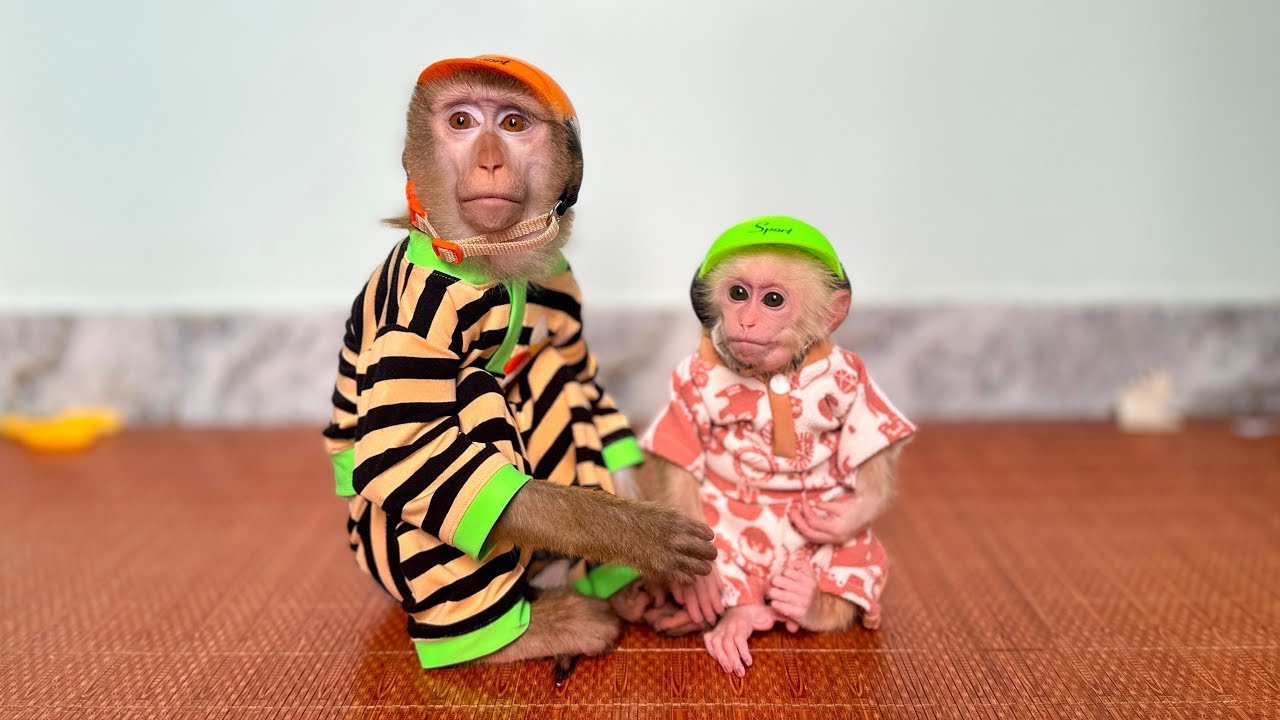 Monkey Kaka and Monkey Mit are wearing their newly purchased helmets.