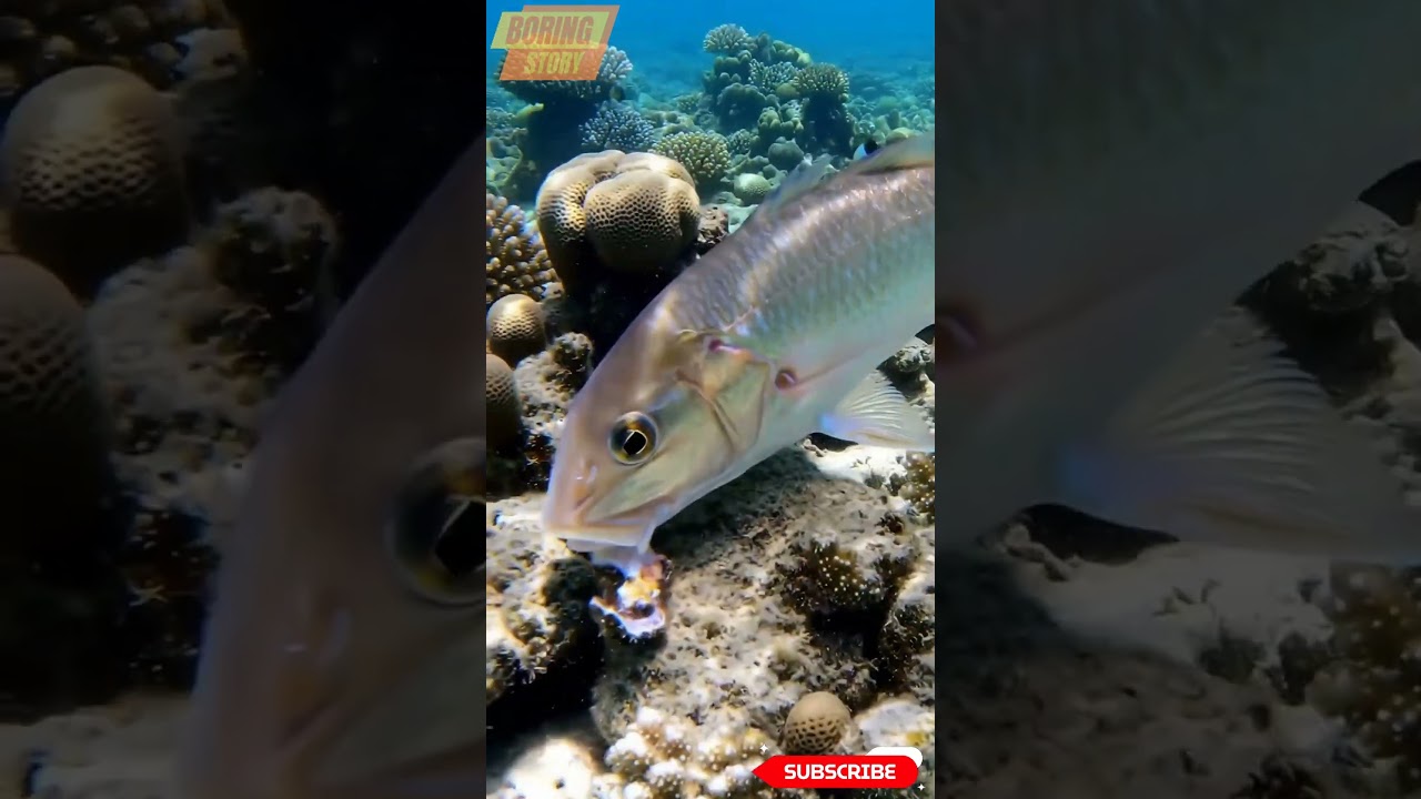 Australian prowfish Eating #prowfish #shots #fishs #cuteanimals #oceananimals