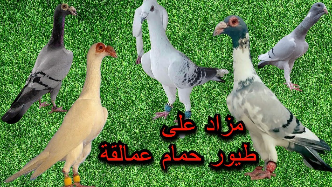 اجمل طيور حمام الكش جواز حمام نخب حمام بغدادي عملاق فحول كش مزاد ابو ملحم للطائر الجميل