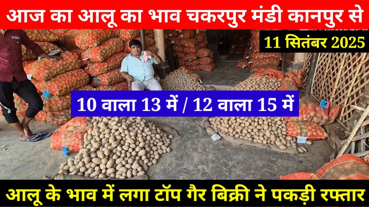 आज का आलू का भाव चकरपुर मंडी कानपुर से || All India Potato Rate || 10 वाला 13 में / 12 वाला 15 में 