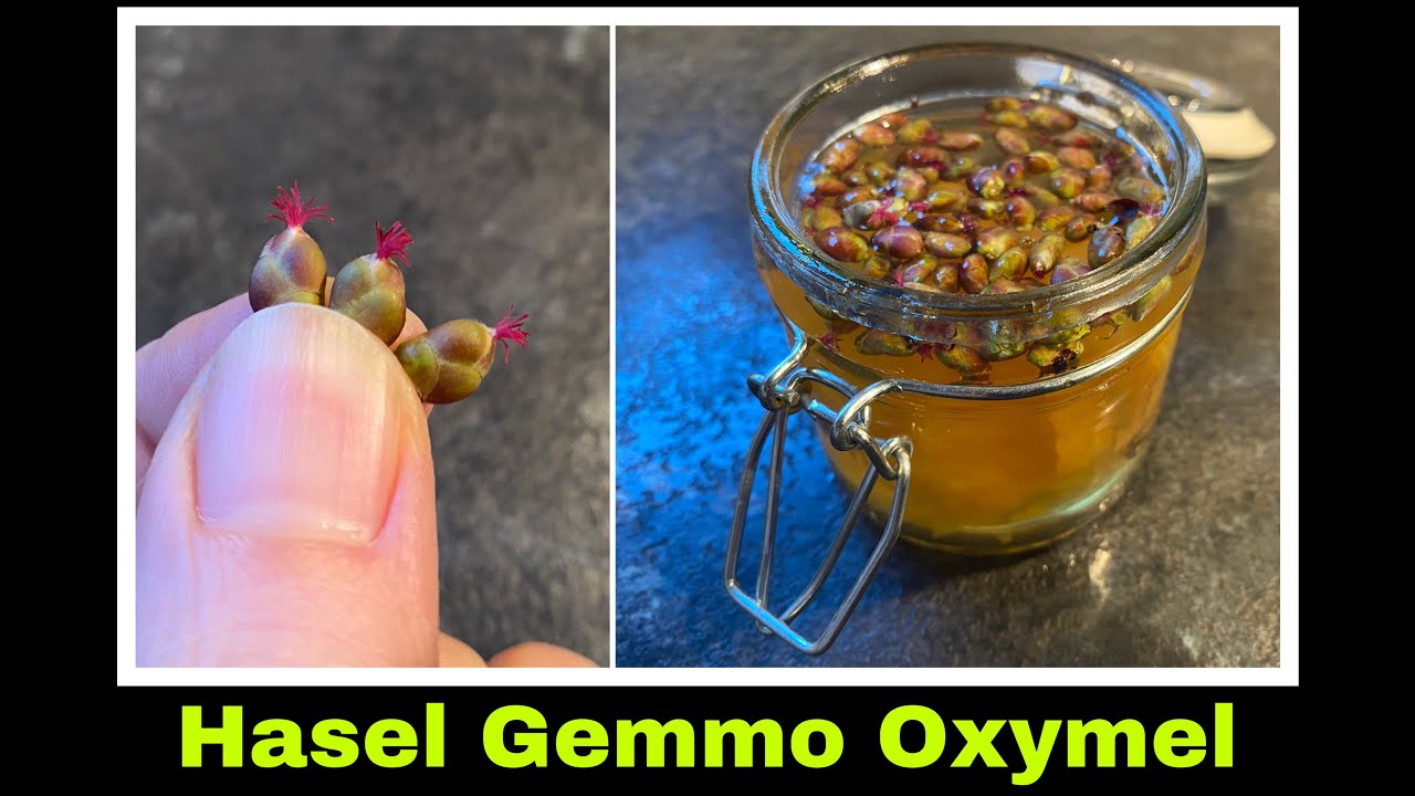 Hasel Gemmo Oxymel Mazerat ansetzen | Haselknospen Gemmomazerat | Selbstversorgung 