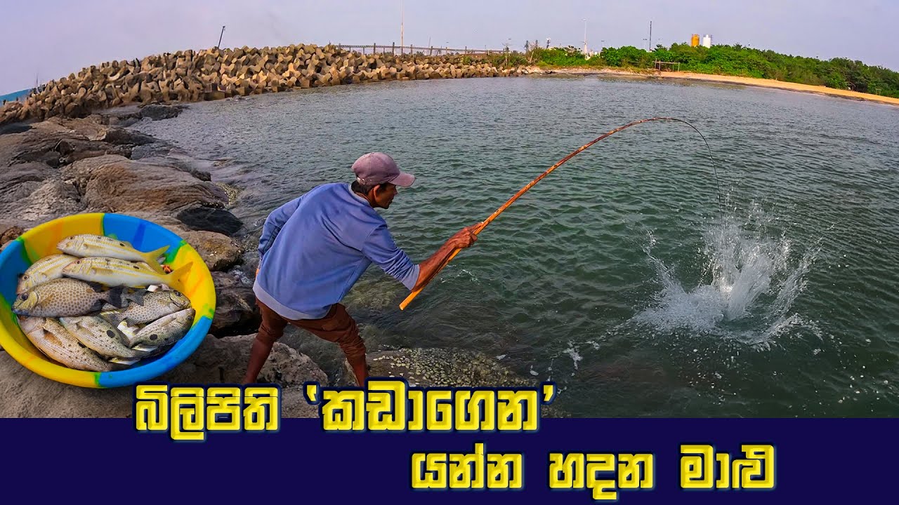 Incredible! Fisherman Catching Big Fish With Bamboo Rod In Sri Lanka | බිලිපිති කඩාගෙන යන්න හදන මාළු