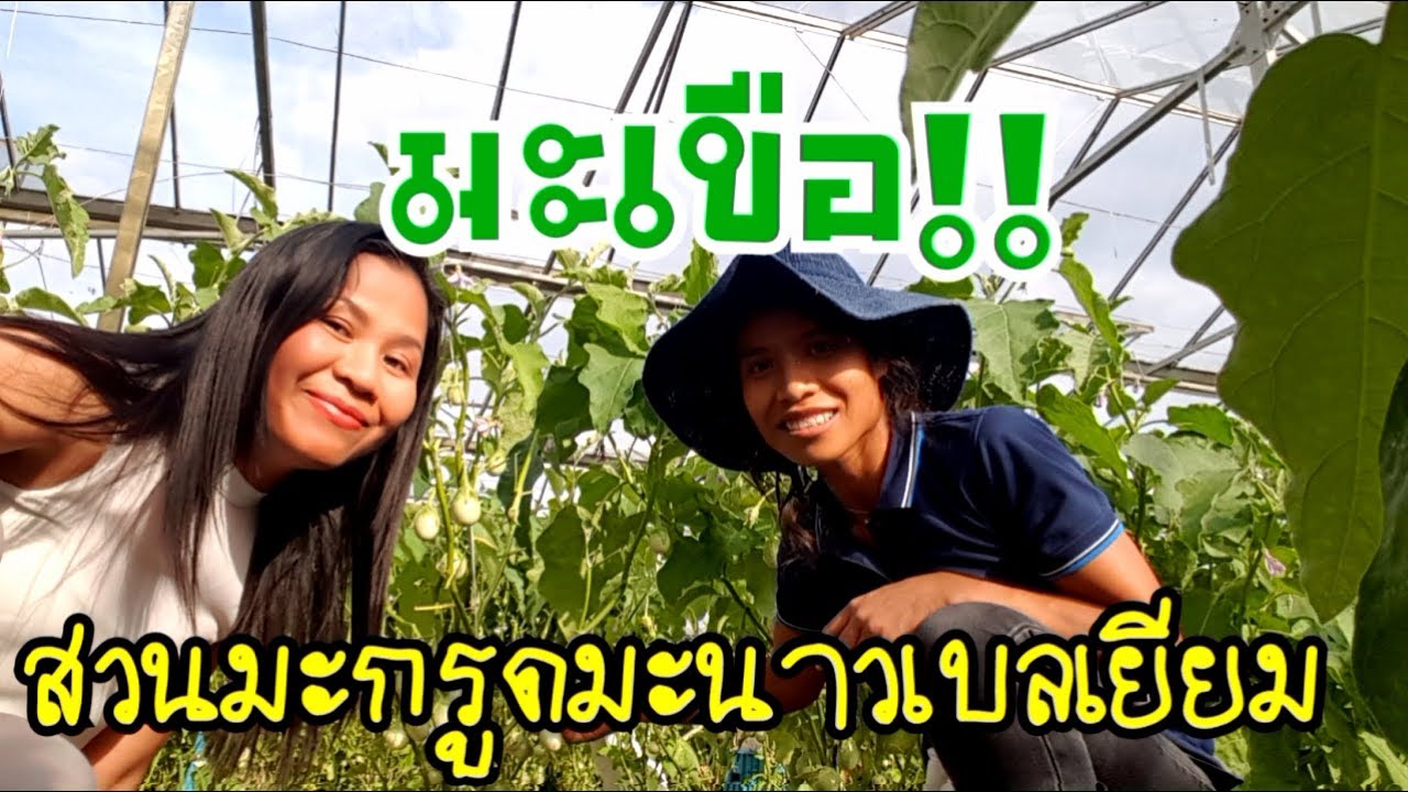 มะเขือกระถาง สวนมะกรูดมะนาวเบลเยียมby Eidsy Easy