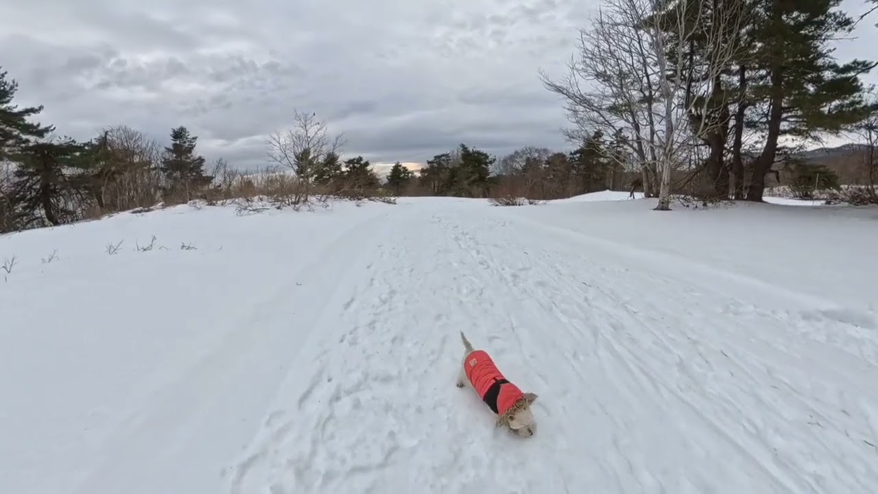 Westie May and the Pinecone 