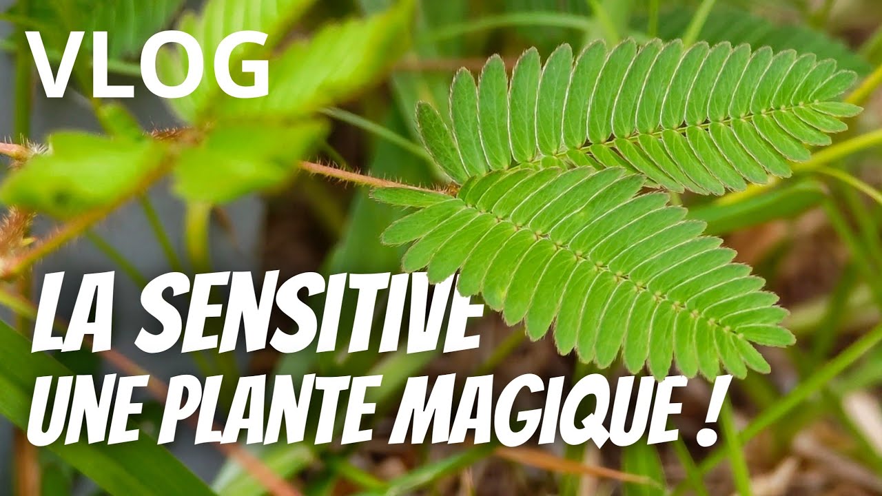 LA SENSITIVE : 5 anecdotes incroyables sur la plante qui se referme ! - Nature